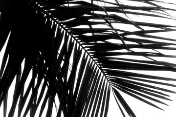 Palm tree abstract 
