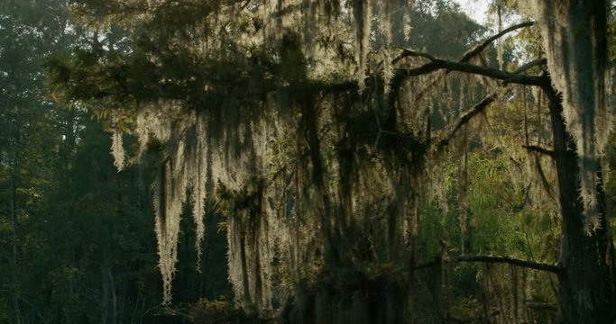 spanish moss on cypress tree tilt up 4k