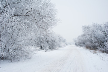 Dirt road in the forest in winter