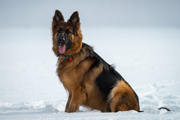 German shepherd dog sitting on snow in winter day