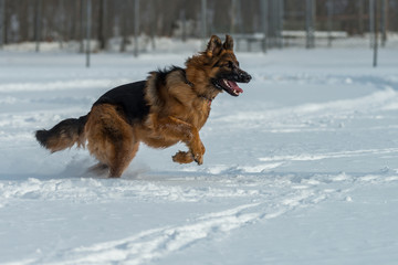 German shepherd jumps and runs in the snow