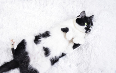 black and white cat with green eyes 