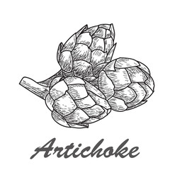 Fototapeta premium Vector hand drawn artichoke illustration