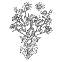 Hand drawn herbal flowers vector illustration