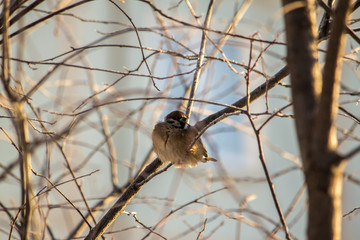 Snigir female sitting on a branch of a clear winter day