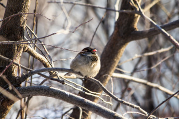 Snigir female sitting on a branch of a clear winter day