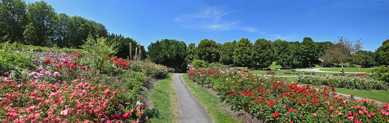 Fototapeta na wymiar scenic rose garden in munich west park