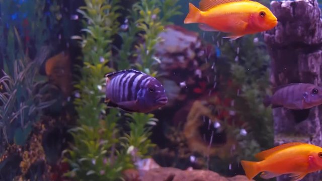 A cichlid aquarium, Full hd