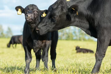 Photo sur Plexiglas Vache Vache et veau Aberdeen Angus au pâturage