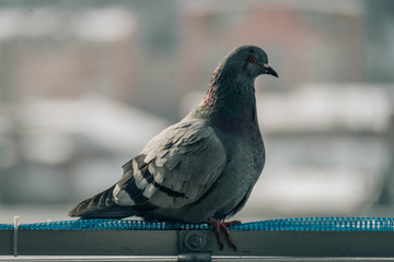Close up head shot of beautiful speed racing pigeon bird