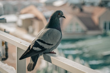Fototapeta premium Close up head shot of beautiful speed racing pigeon bird