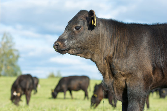 Aberdeen Angus Calf And Herd In Pasture