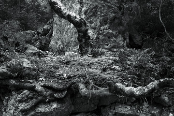 Los viejos árboles y los nuevos