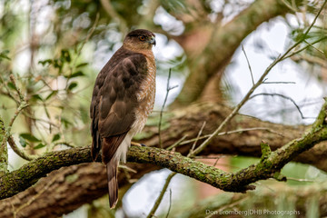 Cooper's Hawk on Perch