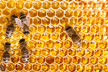 Working bees