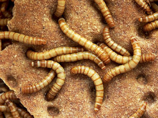Mehlwürmer auf Knäckebrot