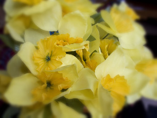 Obraz na płótnie Canvas Daffodils Blurred