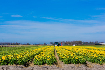 Fototapeta na wymiar colorful tulips flowers. Tulip field.