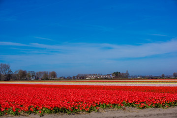 colorful tulips flowers. Tulip field.