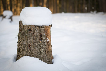 Tree stump covered with snow