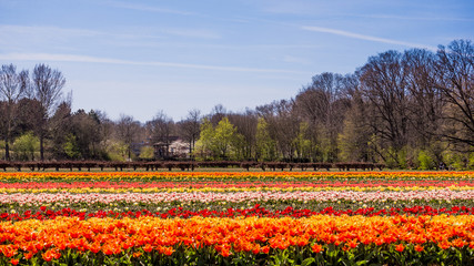 colorful tulips flowers. Tulip field.