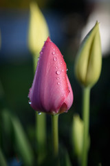 Rosa Tulpe mit Wassertropfen