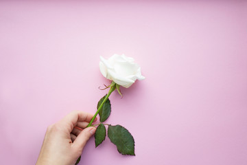 Female hand holding a  white rose