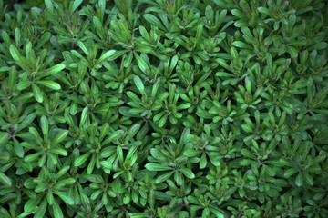 background and texture of a green carpet of plants with leaves and stems