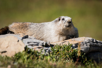 Naklejka na ściany i meble marmot relaxing in the sun