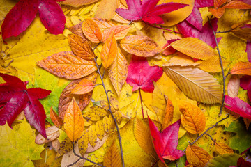 Fall leaves background. autumn leaves