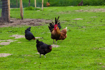 hen on the green grass. chickens, hens