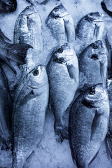 Obraz premium fish