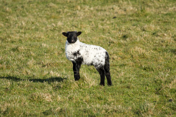 Irish lamb