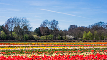 tulip field in the Netherlands. Landscape with tulips