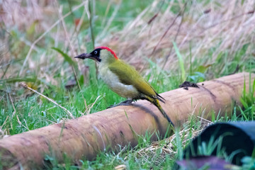 Female Green Woodpecker Hunting For Food On Ground
