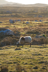 A sheep with her lamb in Ireland © Fabiano