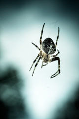 Kreuzspinne wartet schwebend auf Beute