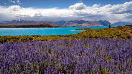 Panoramic landscape view of Lake Tekapo and blooming flowers, NZ