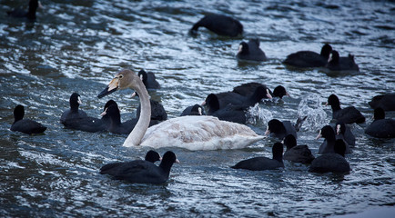 Whopper swan and eurasian coots