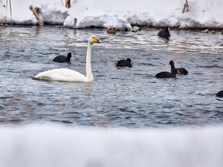Fototapeta premium Whopper swans and coot