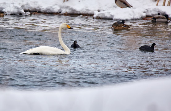 Whopper swans and coot