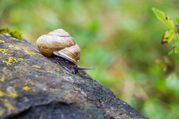 Snail on stone