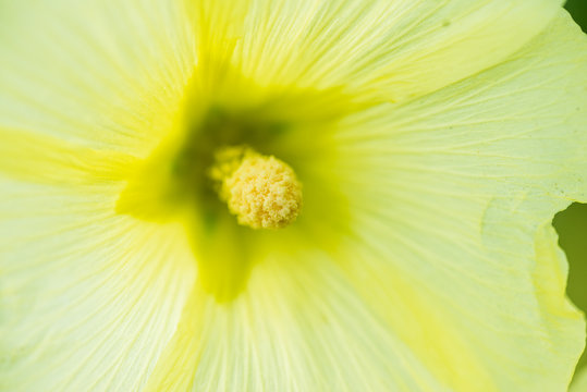 Yellow Hollyhock Flower