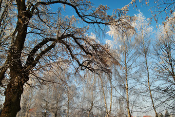 Snow covered trees