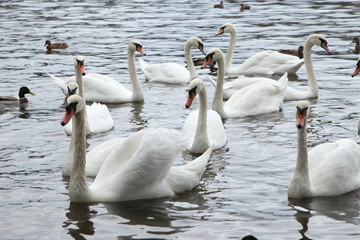 White swans in the river