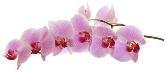 Fototapeta na wymiar Orchid isolated on white