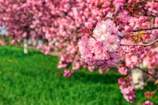 pink flowers of sakura branches