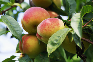 ripe peach on the branch