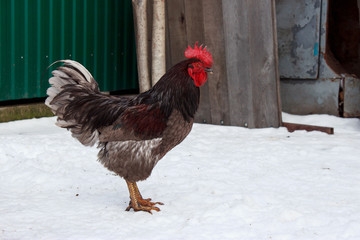 the beautiful rooster