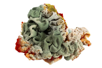 mold on a white background